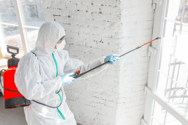 Best Emergency Mold Remediation in De Leon, TX